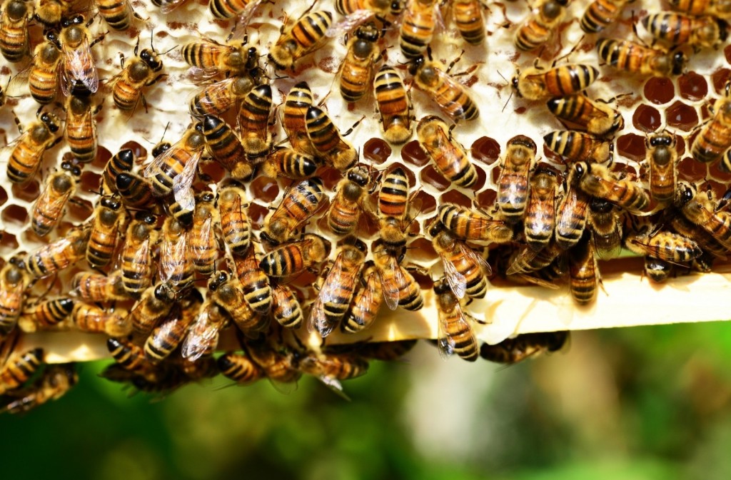 honey bee hives